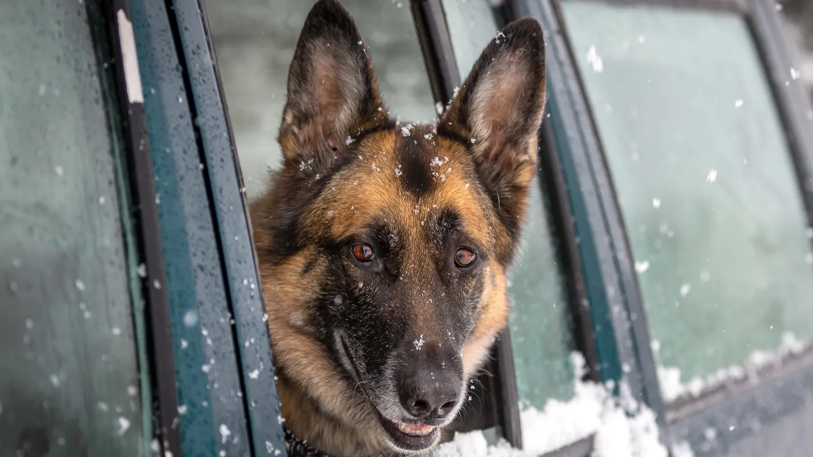 German shepherd dog looking out the side window of a car